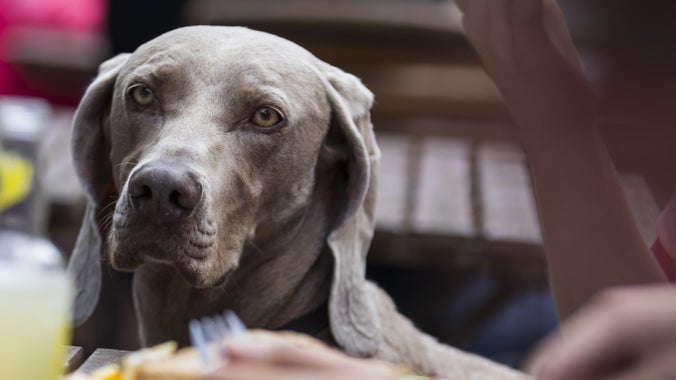 Monty, ci da, y Boat House, Cei Stagbwll, Sir Benfro